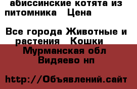 абиссинские котята из питомника › Цена ­ 15 000 - Все города Животные и растения » Кошки   . Мурманская обл.,Видяево нп